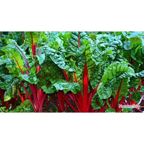 Lot de 200 Graines de Poir�e Rhubarb Chard - feuilles comestibles d�licieuses - Tr�s d�corative
