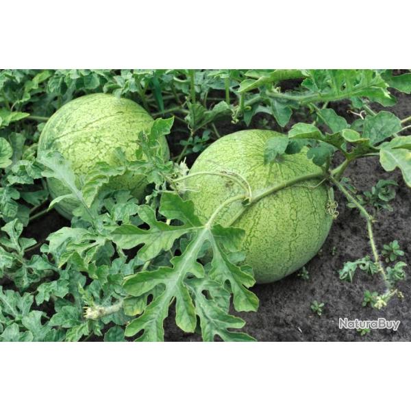 Lot de 25 Graines de Past�ques Grey Ball - vigoureuse - Belle forme de fruit - Rouge fonc�, tr�s suc