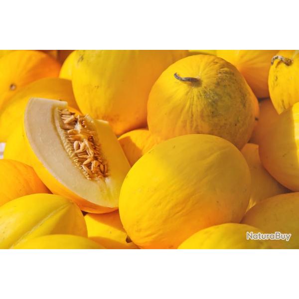 Lot de 50 Graines de Melon Jaune Canari 2 - Vari�t� H�tif - de 1,2 � 1,5 k - Croquant, Parfum�