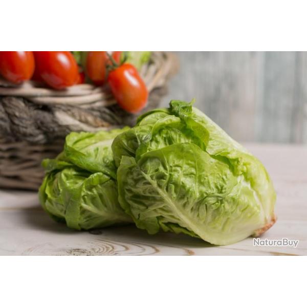 Lot de 500 Graines de Laitue Sucrine - Feuilles tendres et savoureuses - Qualit� Gustative