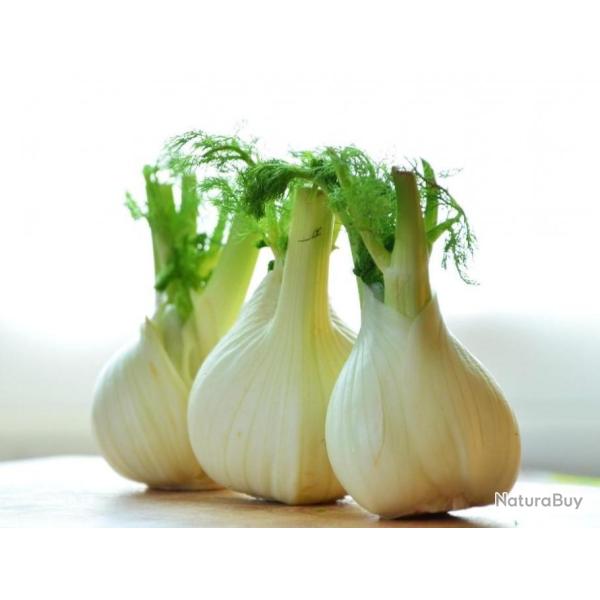 Lot de 250 Graines de Fenouil Latina - Vari�t� Traditionnelle - Bulbe Arrondi Volumineux tr�s blanc