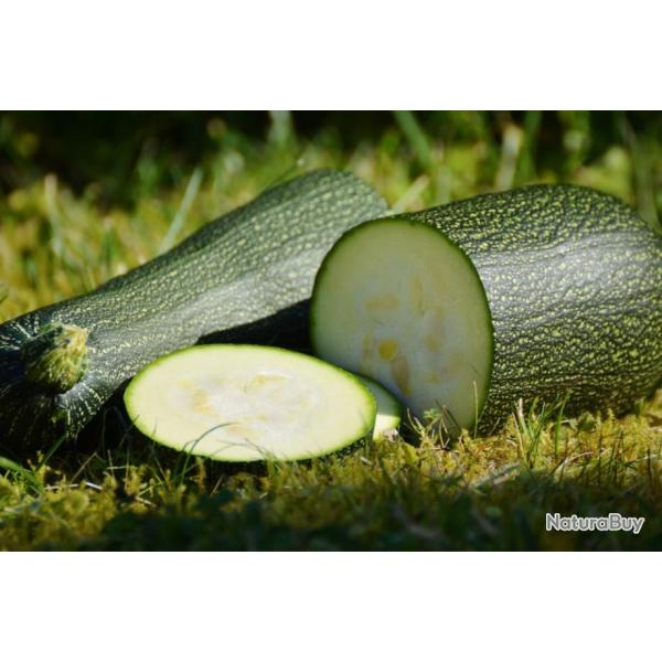 Lot de 25 Graines de Courgette-Courge Verte Petite D'alger - Vari�t� Ancienne - H�tive & Productive