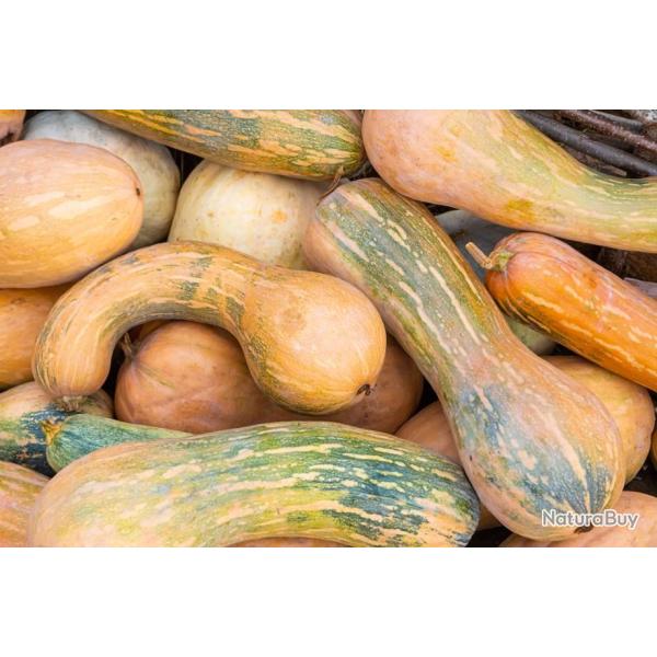 Lot 25 Graines de Courgette-Courge Musquee Longue De Nice - Varie?te? tardive, coureuse