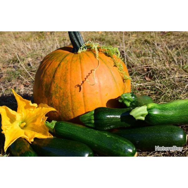 Lot de 25 Graines de Courgette-Courge Black Beauty - Saveur Douce et D�licieuse - Fort Rendement