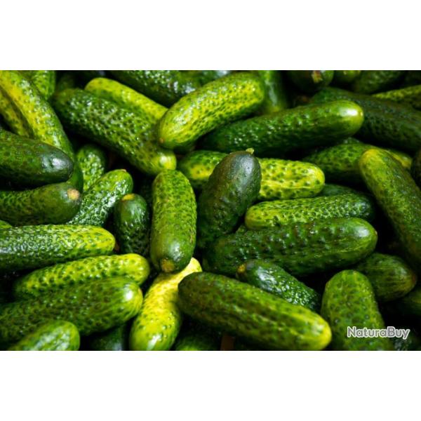 Lot de 25 Graines de Cornichon Vert Petit De Paris - Vari�t� Ancienne rustique et Vigoureuse