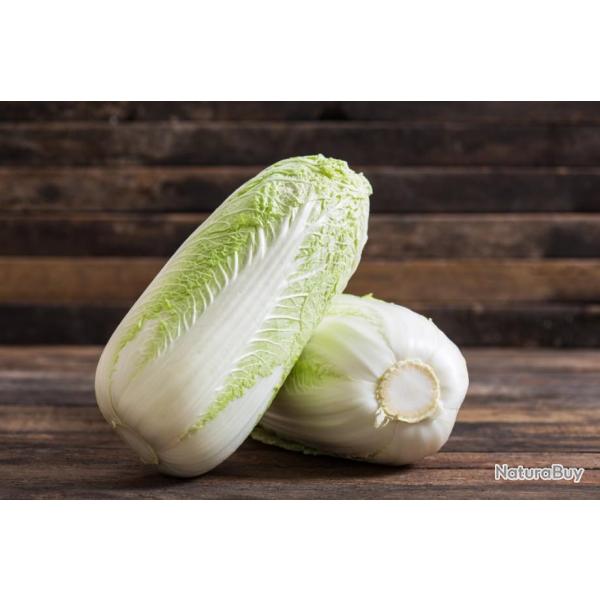 Lot de 200 Graines de Chou Chinois P� Tsai - Vari�t� Chinoise - Saveur douce et d�licieuse