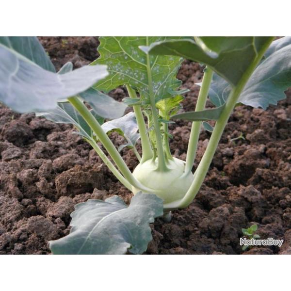 Lot de 250 Graines de Chou Rave Di Vienna Bianco - Croissance Rapide - Chair tendre & go�teuse