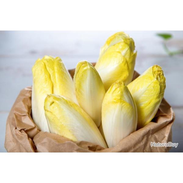 Lot de 500 Graines de Chicoree Witloof - vari�t� produisant des endives lourdes et bien serr�es