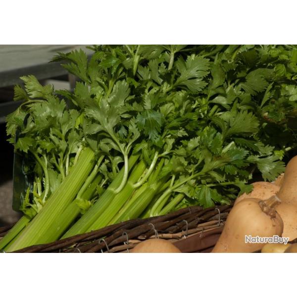 Lot de 500 Graines de C�leri Branche D'Elne - Vari�t� au feuillage vert et � c�tes rondes