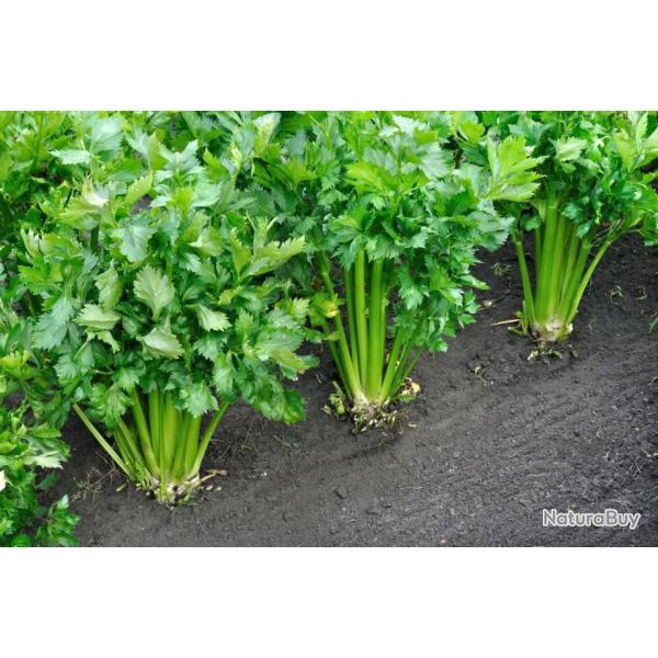 Lot de 500 Graines de C�leri Branche � Couper - Vari�t� Resistante et Productive - Chair Blanche