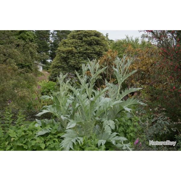 Lot de 50 Graines de Cardon Plein Blanc Amelior� - Vari�t� rustique et vigoureuse - Sans �pine