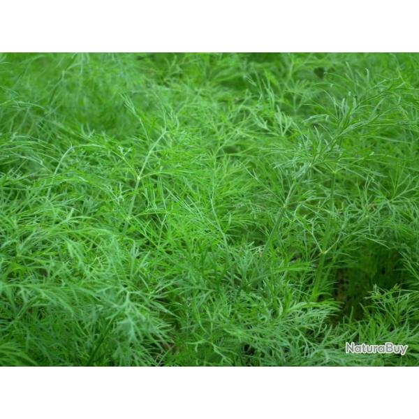 Lot de 250 Graines D'Aneth Tetra - s�lection t�traplo�d - Floraison Tardive - Fort Rendement