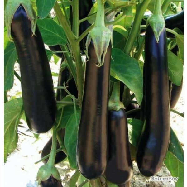 Lot de 100 Graines d'Aubergine Violetta Lunga 3 - Vari�t� Vigoureuse et Productive - Fruits � chair