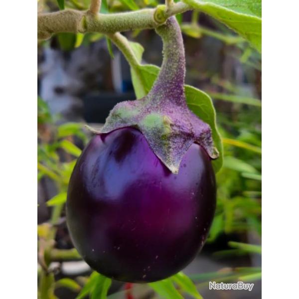 Lot de 100 Graines d'Aubergine Ronde de Valence - Vari�t� resistance et productive - Chair Blanche
