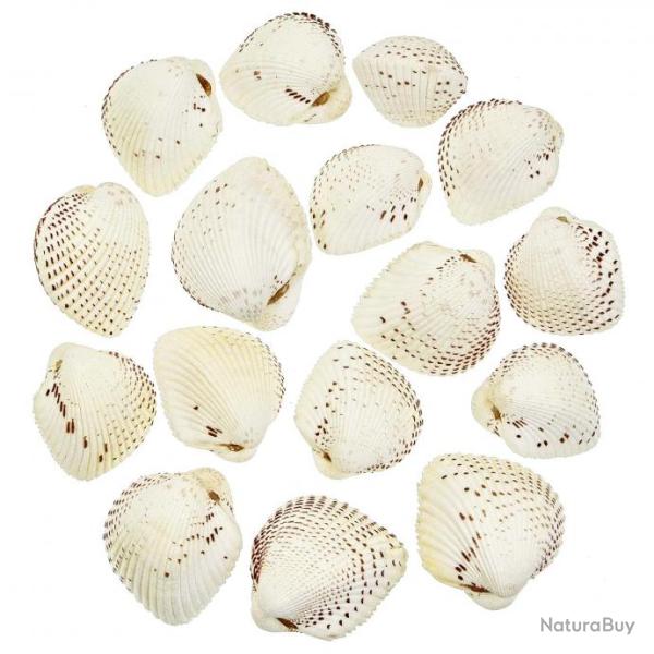Coquillages cardium unedo entiers - 3 � 4 cm - Lot de 5