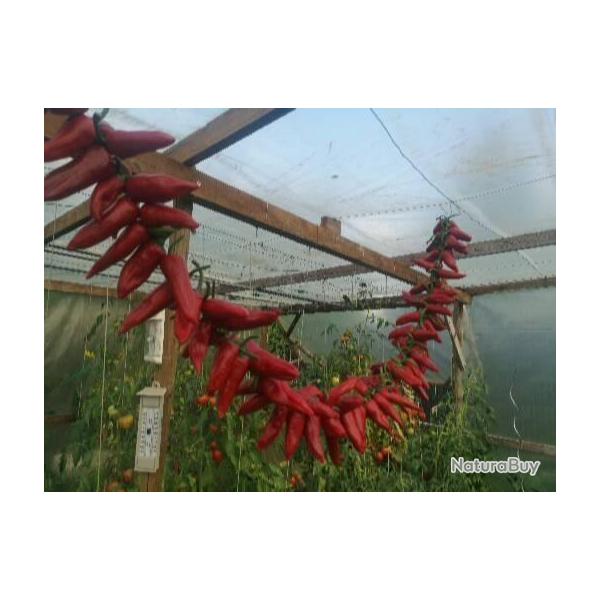Piment d'espelette gorria bio