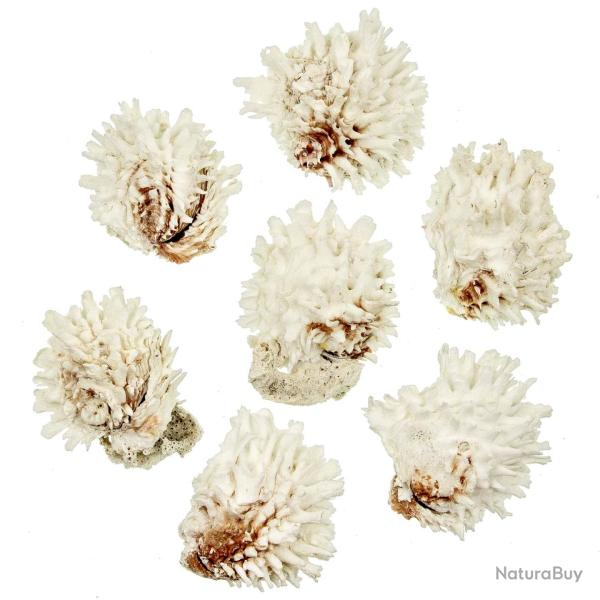 Coquillages chama lazarus entiers - 6 � 9 cm - A l'unit�