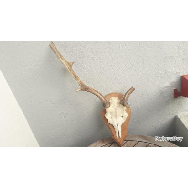 Troph�es de Daim #1