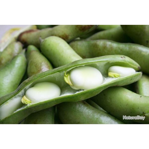 Lot de 50 Graines de F�ves de Seville A Longue Cosse - Vari�t� h�tive et tr�s productive