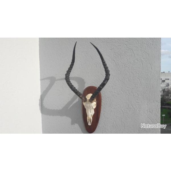 Troph�e  d' Impala sur �cusson