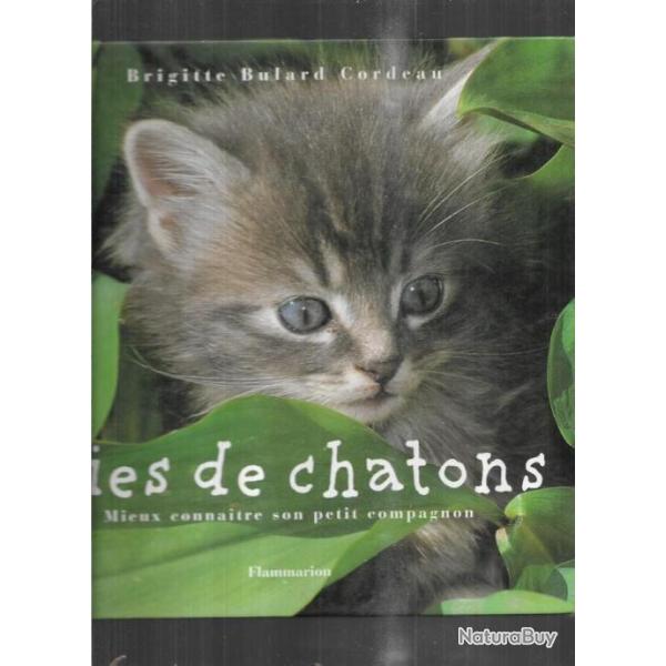 vies de chatons de brigitte bulard cordeau mieux connaitre son petit compagnon