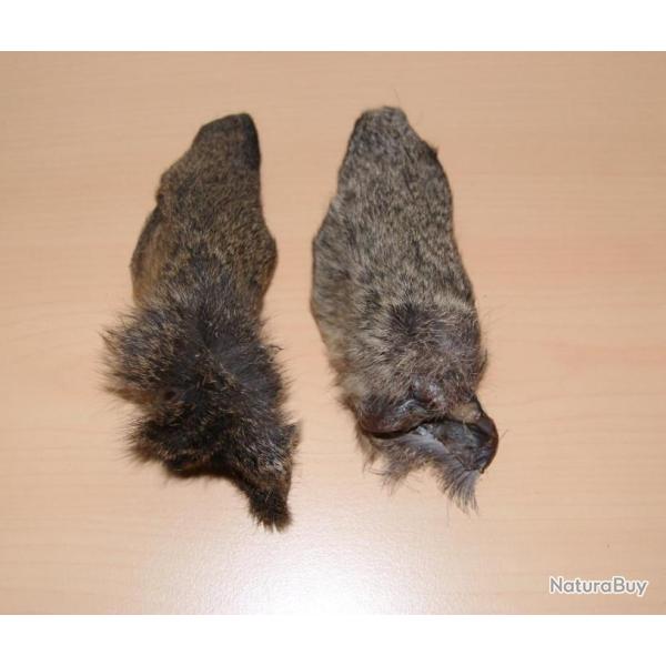 Montage mouche, 2 oreilles de chevreuil