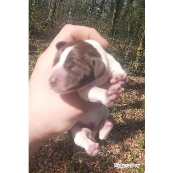 Chiots type braque fran�ais non lof � r�server n�e le 19/03/2022