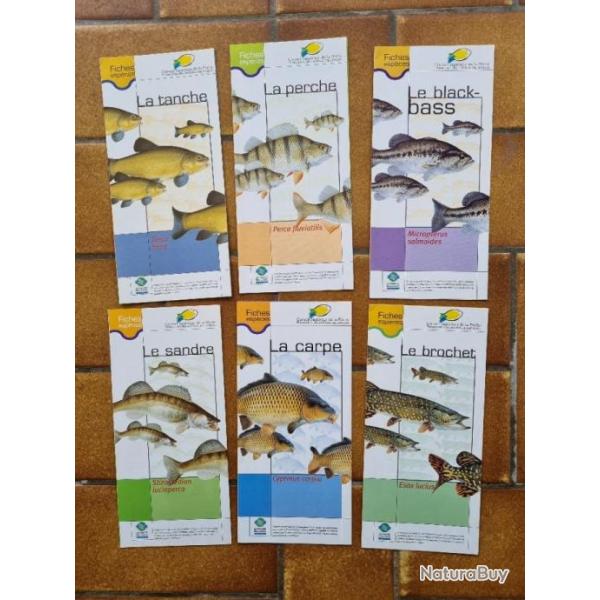 Lot Petit livret, guide sur les poissons
