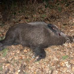 suite &agrave; une reprise de 600 hectares plan de chasse sanglier chevreuil cerf massif de 75000 hectares
