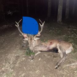 massif du Donon 600 hectares gros plan de chasse sanglier chevreuil cerf  massif de 75000 hectares