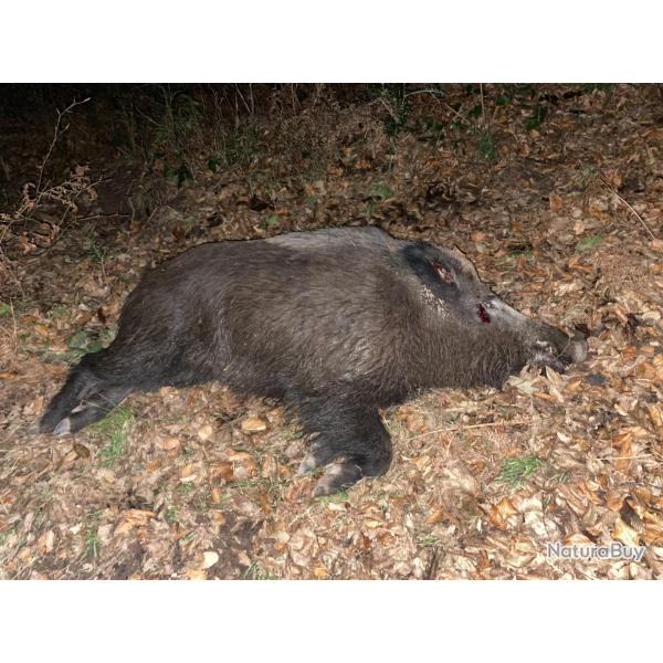 suite � une reprise de 600 hectares plan de chasse sanglier chevreuil cerf massif de 75000 hectares