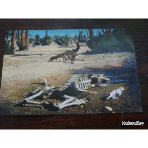 CP PAYS  MAROC  PAYSAGE SAHARIEN RESTE DE COMBATS DE CHAMEAUX