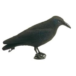 Appelant Corbeau