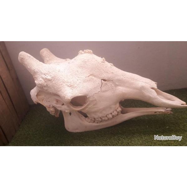 Crne de Girafe avec CITES d'importation