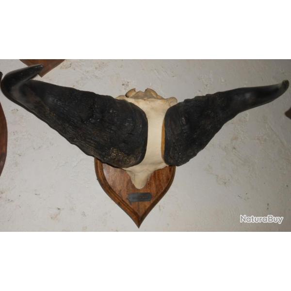 troph�e massacre crane de buffle taxidermie chasse d�co 3