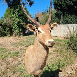 Taxidermie de Cobe Defassa ; Waterbuck ; Kobus ellipsiprymnus #LM26