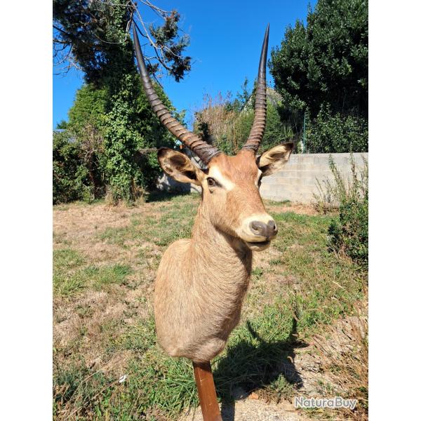 Taxidermie de Cobe Defassa ; Waterbuck ; Kobus ellipsiprymnus #LM26