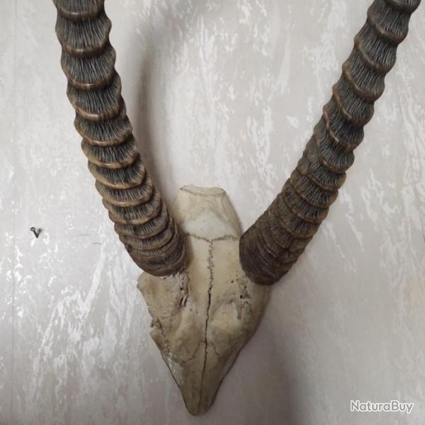 Massacre d antiloppe