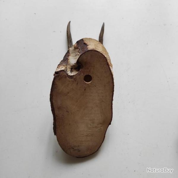 Troph�e chevreuil brocard chevrillard