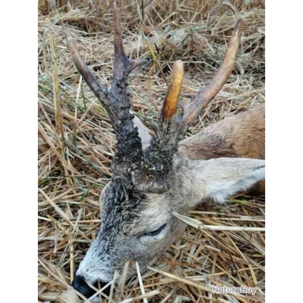 Chasse au brocard en Pologne - nord - grand territoire naturel