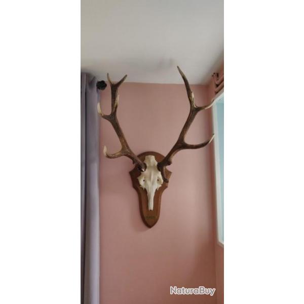 Massacre de cerf dix corps .