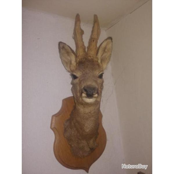 Ttes de brocard avec bois de velours