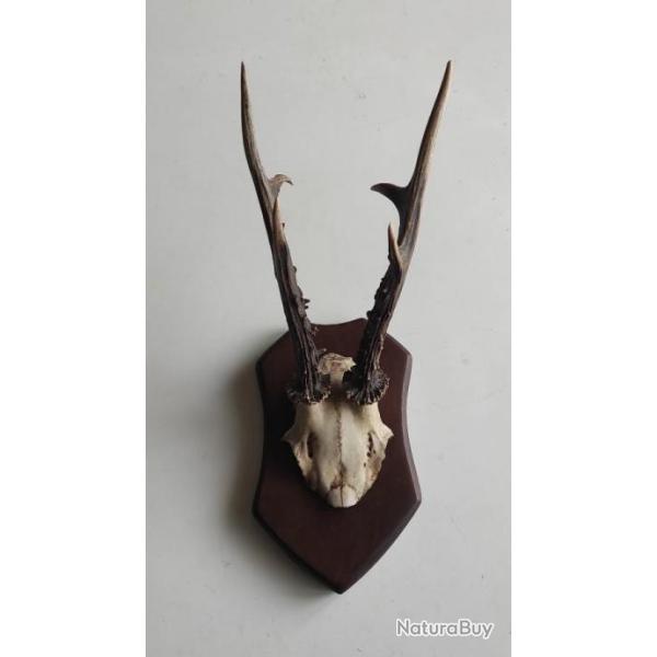 Troph�e de brocard