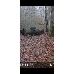 NORD  COTE D'OR UG 13 cherche 1 partenaire pour chasse individuelle Aff&ucirc;t principalement