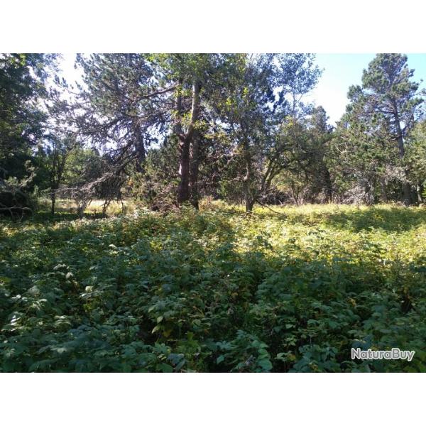 UNIQUE - CARTE PREMIUM TOUTE CHASSE EN ARD�CHE !