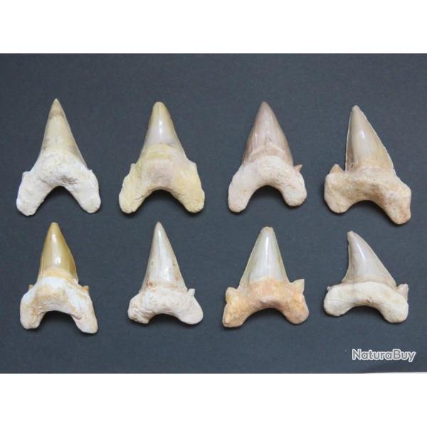 Grande dent fossile de requin Otodus obliquus 6 / 7 cm Origine Maroc " Prix pour une dent "