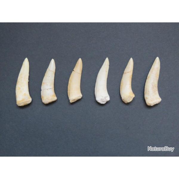 Grande dent fossile de poisson Enchodus 5/6 cm Origine Maroc " Prix pour une dent "