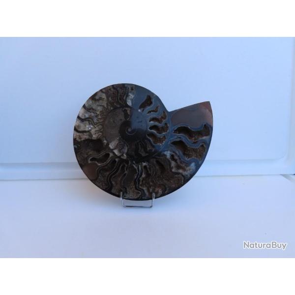 Jolie demi Ammonite noire polie de Madagascar fossile min�raux Diam�tre 20 cm  N� 1