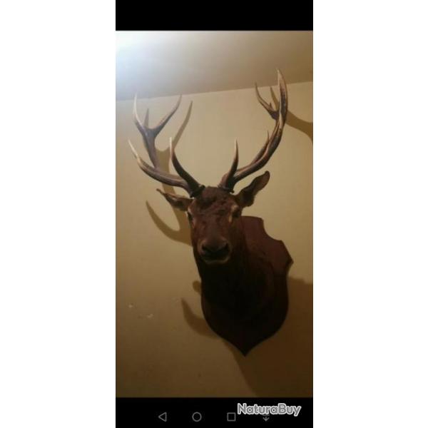 Magnifique t�te de cerf 14 cors irregulier