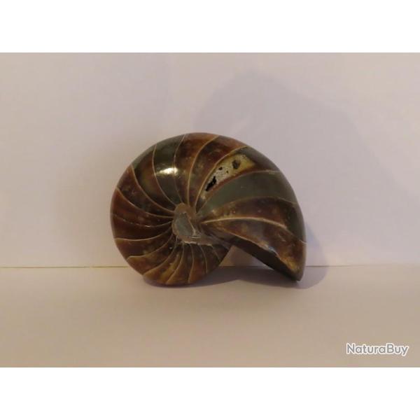 Beau sp�cimen de grand Nautilus fossile de Madagascar 761gr